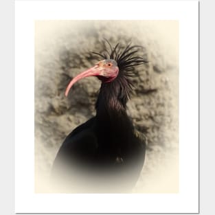 Northern bald ibis Posters and Art